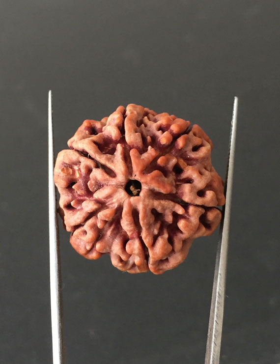 6 Mukhi Nepali Certified Rudraksha Size- 26.30 mm